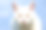 年轻的猫portrain图片下载