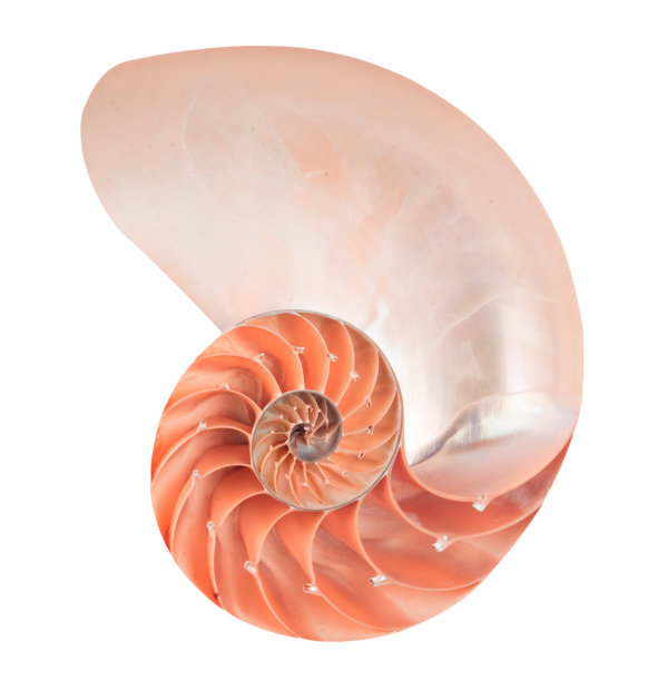 鹦鹉螺图片下载