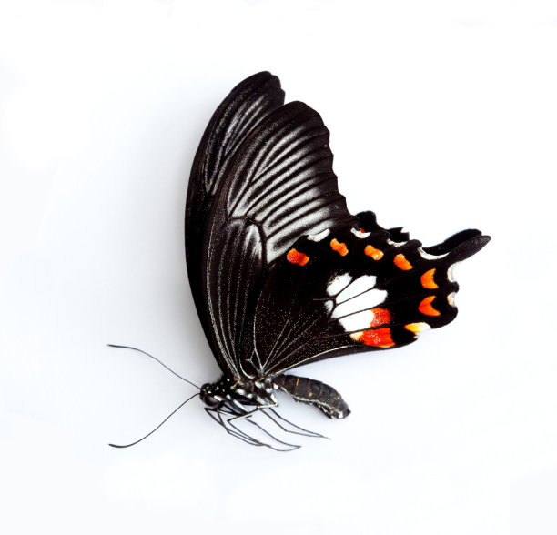 巨大的蝴蝶图片下载