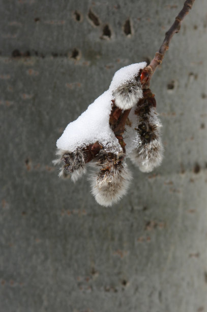 春初露头角的阿斯彭图片下载