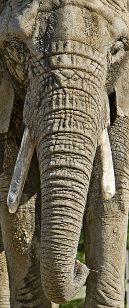 大象的鼻子图片下载