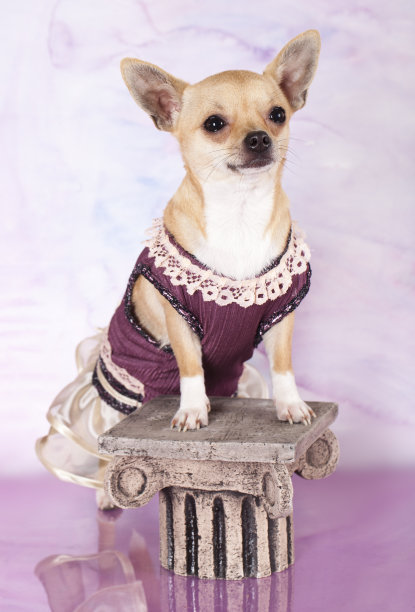 吉娃娃图片下载