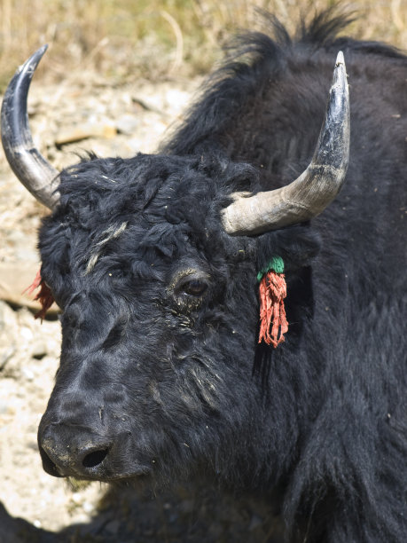 牦牛，一种发现于中亚的长毛动物图片下载
