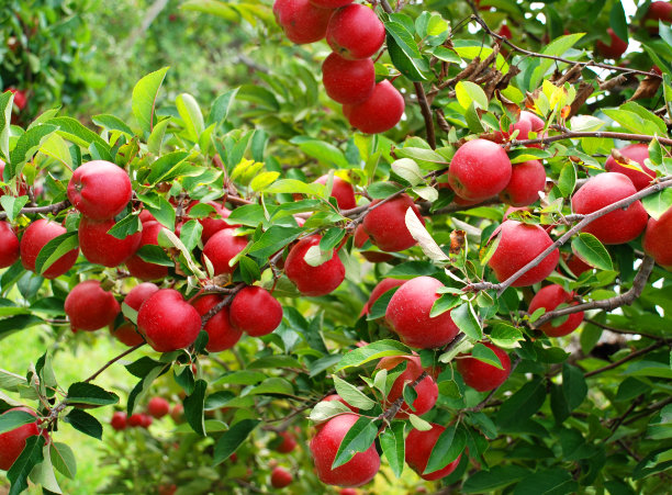 摘苹果图片下载