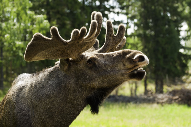 驼鹿的特写图片下载