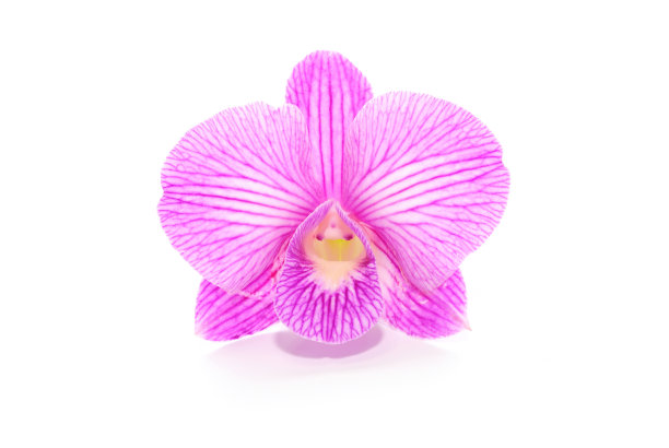 兰花花朵孤立图片下载