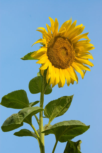 向日葵图片下载