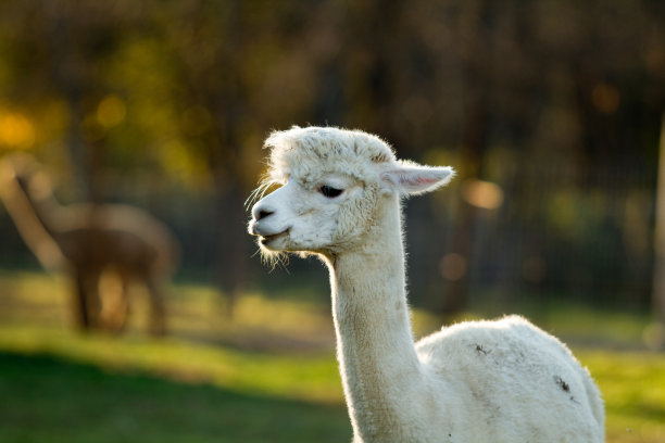 羊驼图片下载