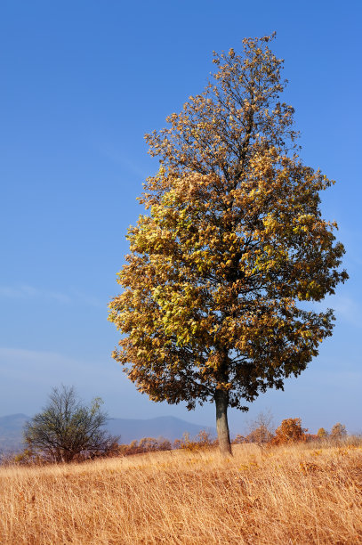 秋天的场景图片下载