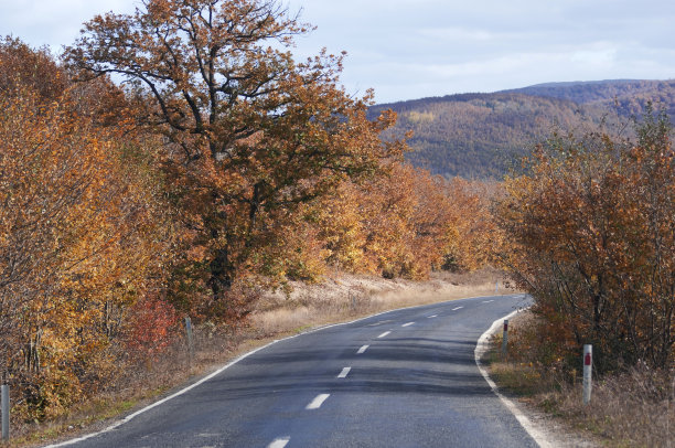森林中的主干道图片下载
