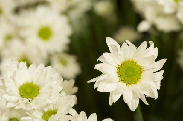 白妈妈图片下载