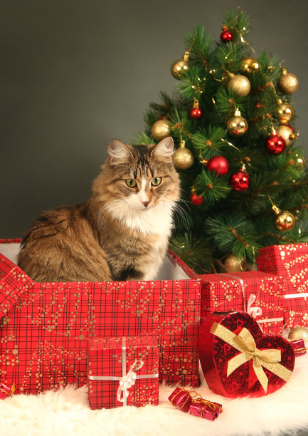 圣诞节的猫图片下载