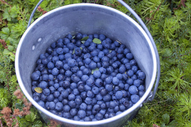 桶的蓝莓图片下载
