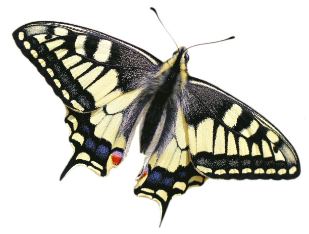 孤立的燕尾蝶图片下载