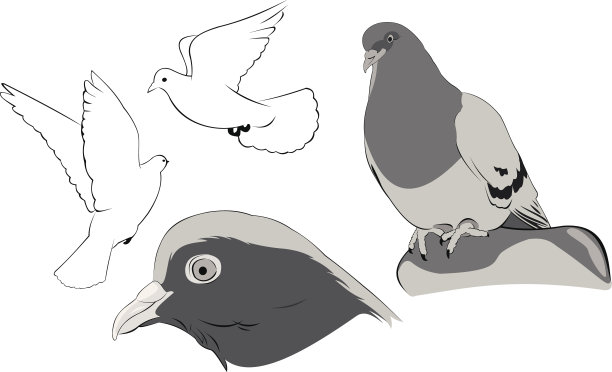 白色的鸽子草图图片下载