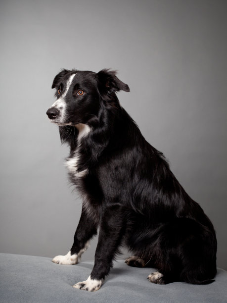 狗坐在工作室的灰色背景图片下载