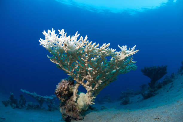 海洋中的珊瑚图片下载