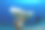 海洋中的珊瑚图片下载