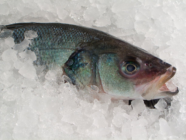 冷冻鱼图片下载