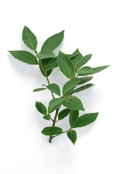 月桂树图片下载