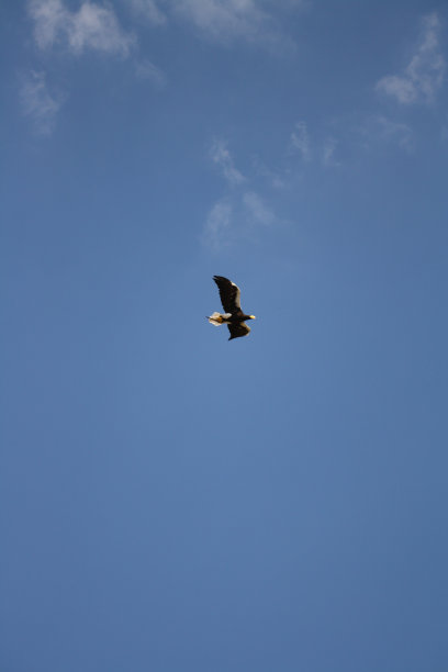 天空中的鹰图片下载