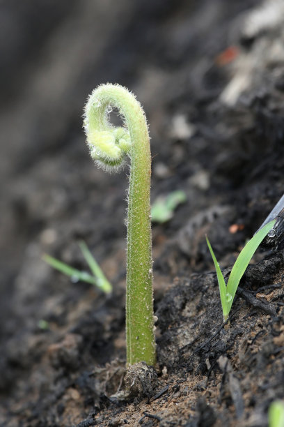 新的植物图片下载