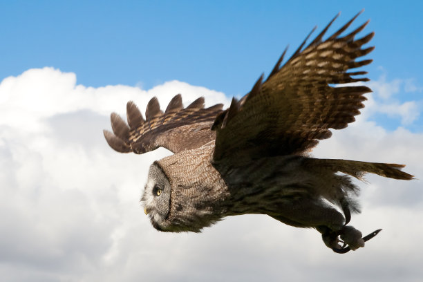 猫头鹰在飞行中图片下载