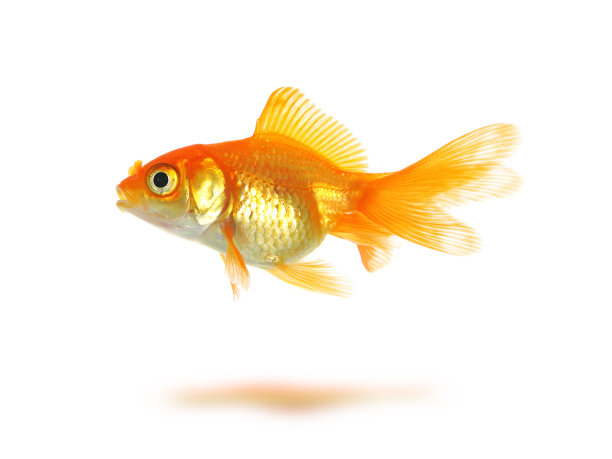 金鱼图片下载