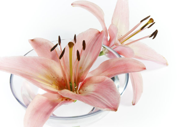 香碗里的百合花图片下载