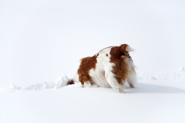 布列塔尼在雪图片下载