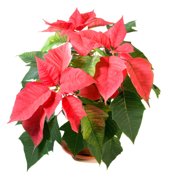 美丽的红色一品红植株孤立在白色图片下载