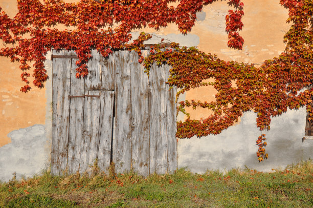 秋红常春藤图片下载