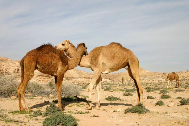 骆驼兄弟情图片下载