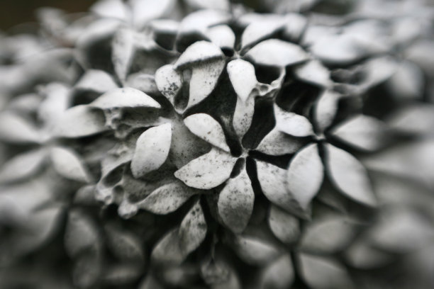 石头花图片下载