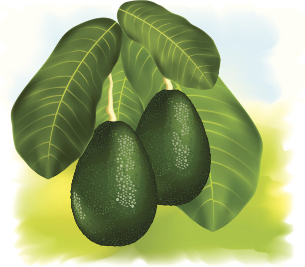 有叶子的树枝上的牛油果。图片下载