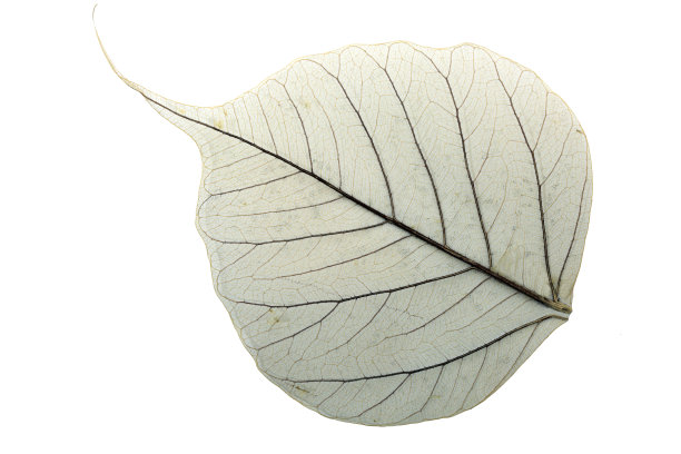 白色背景上的叶子图片下载