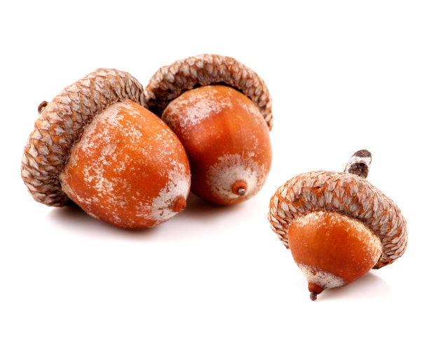 白色背景上的橡子图片下载