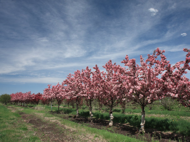 苹果树开花图片下载