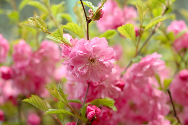 樱花(日本樱桃树)在开花的时候。图片下载