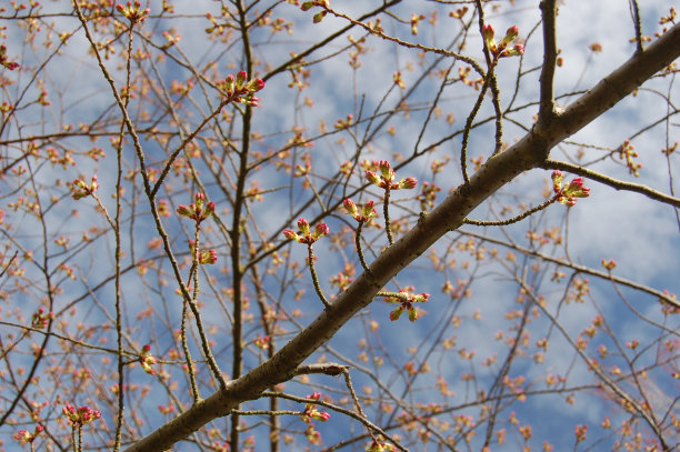 红润的樱桃芽图片下载