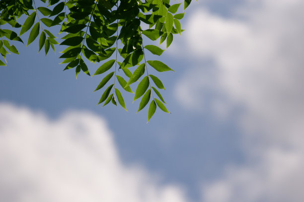 绿叶映着天空图片下载
