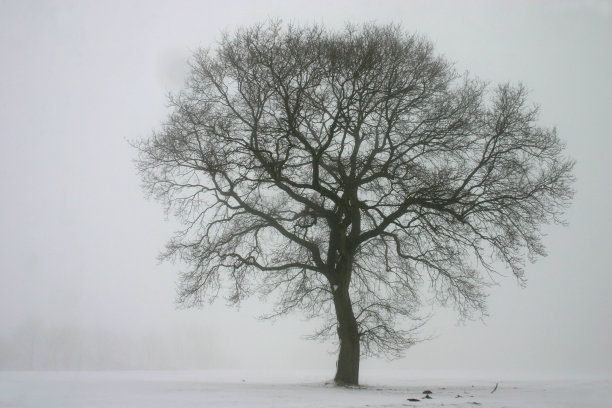 常见的橡树在冬天的雾图片下载
