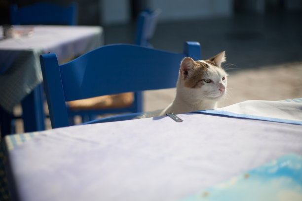 餐桌上的猫图片下载