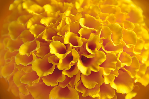 Zempazuchitl花图片下载