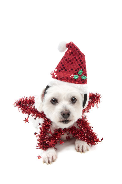 可爱的圣诞明星狗图片下载