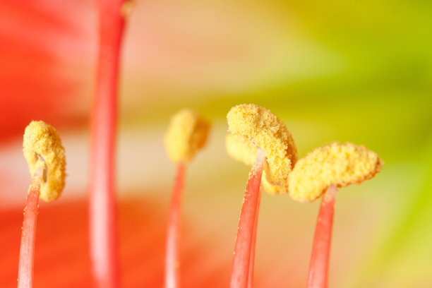 孤挺花(颠茄百合)的微距照片图片下载