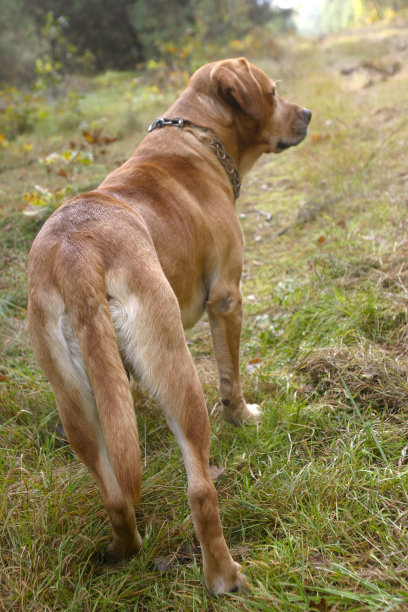 狗在散步图片下载