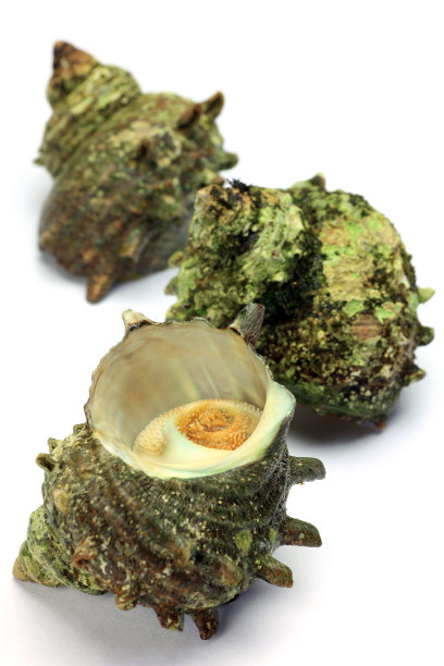 头巾壳图片下载