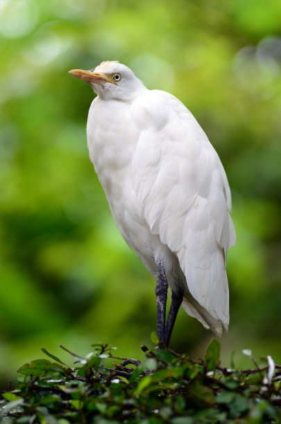白色的鸟图片下载