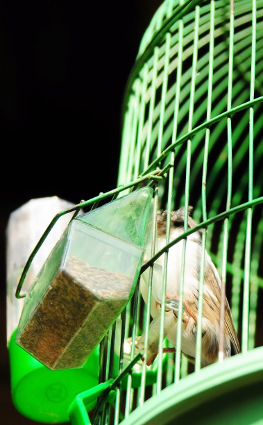 鸟在笼子里图片下载